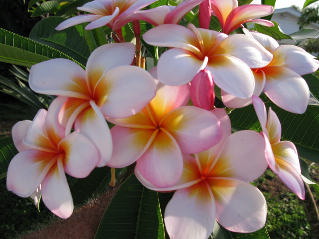 Gussie B plumeria photo