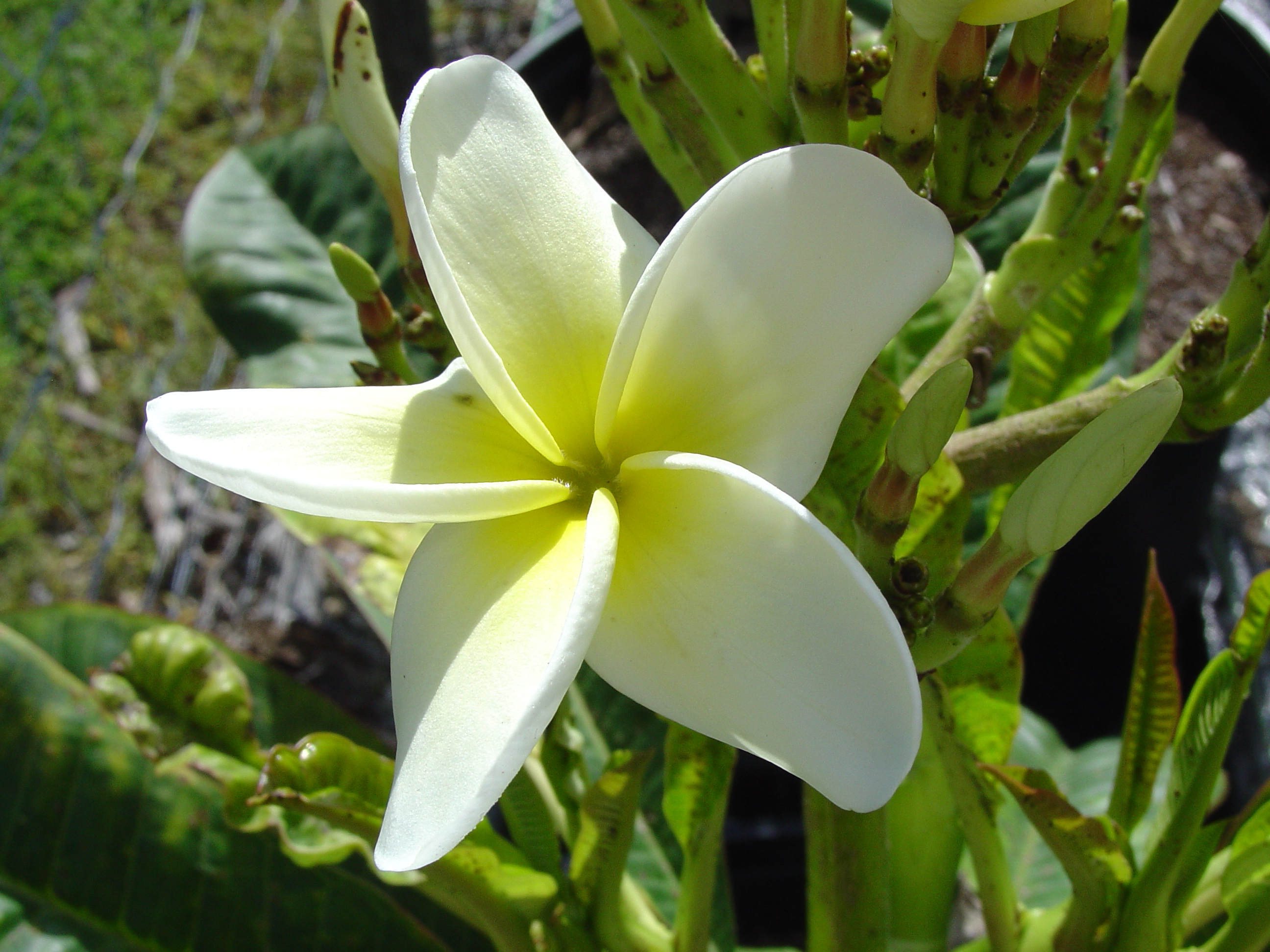 Henry Apple’s Dupree plumeria photo