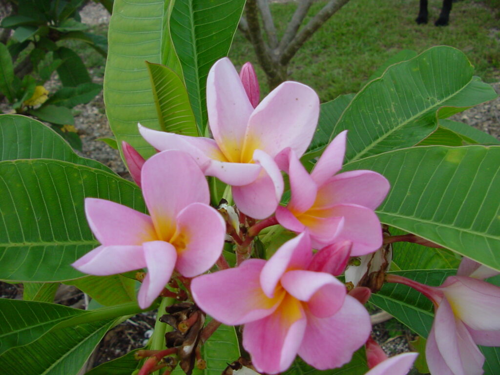 Hobe Sound Pink plumeria photo