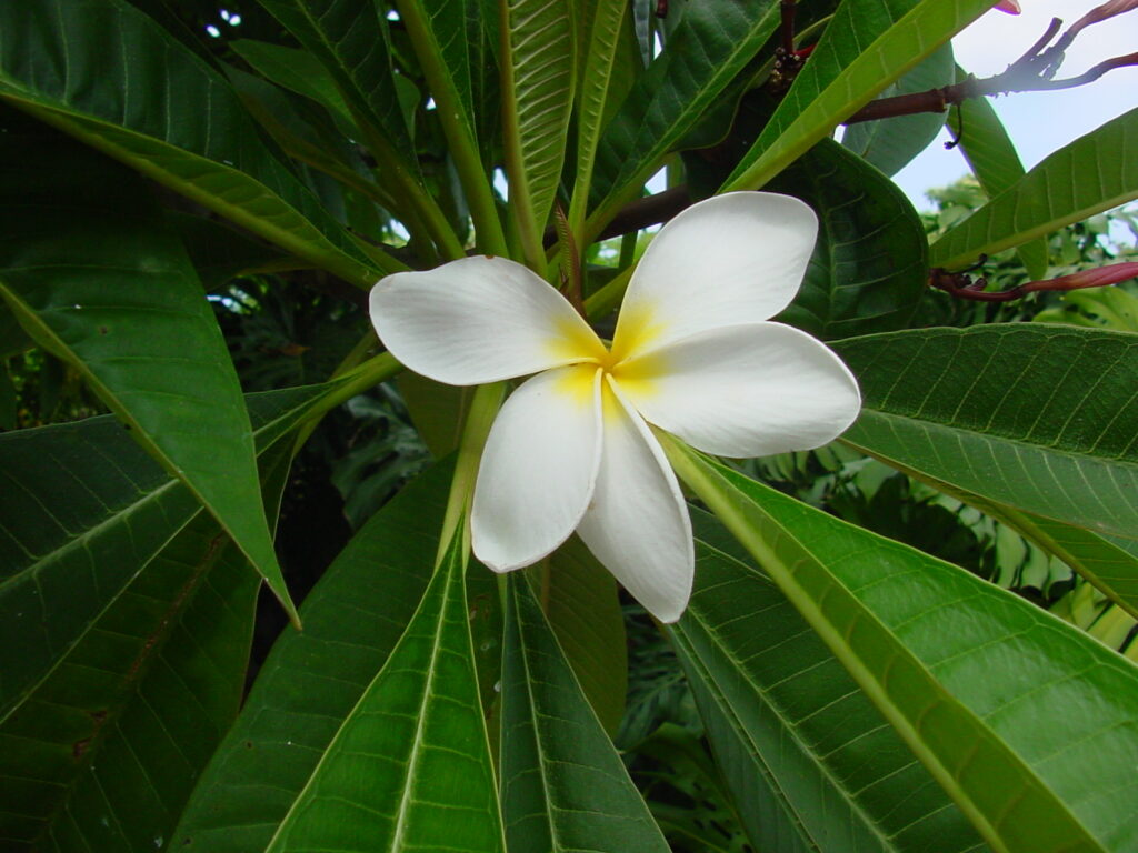 Hale Iwa plumeria photo