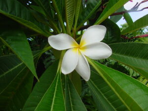 Hale Iwa plumeria photo