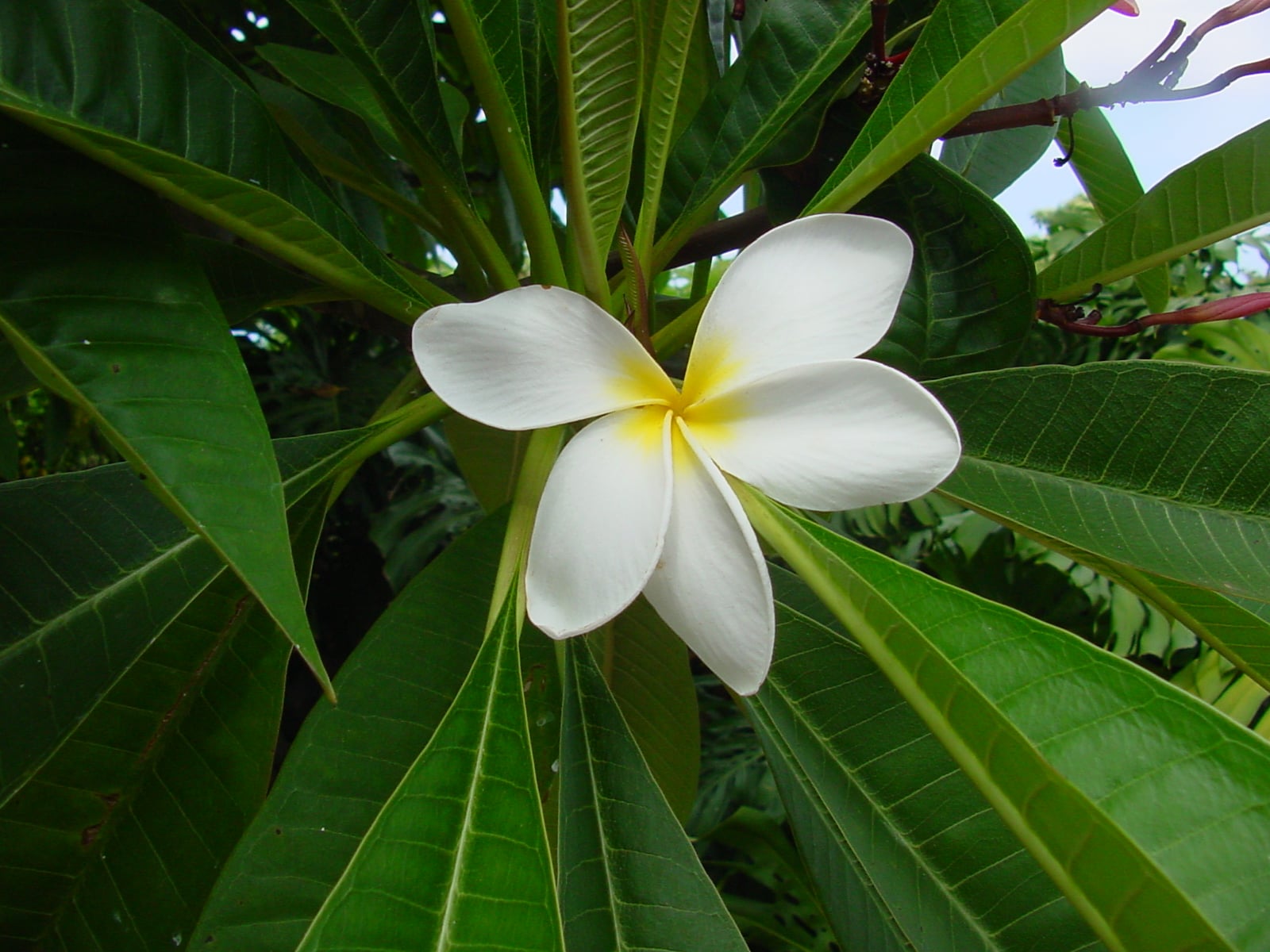Hale Iwa plumeria photo