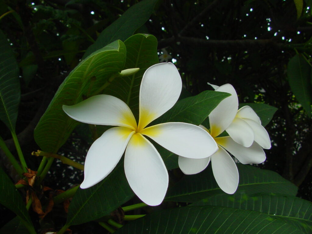 Hale Iwa plumeria photo