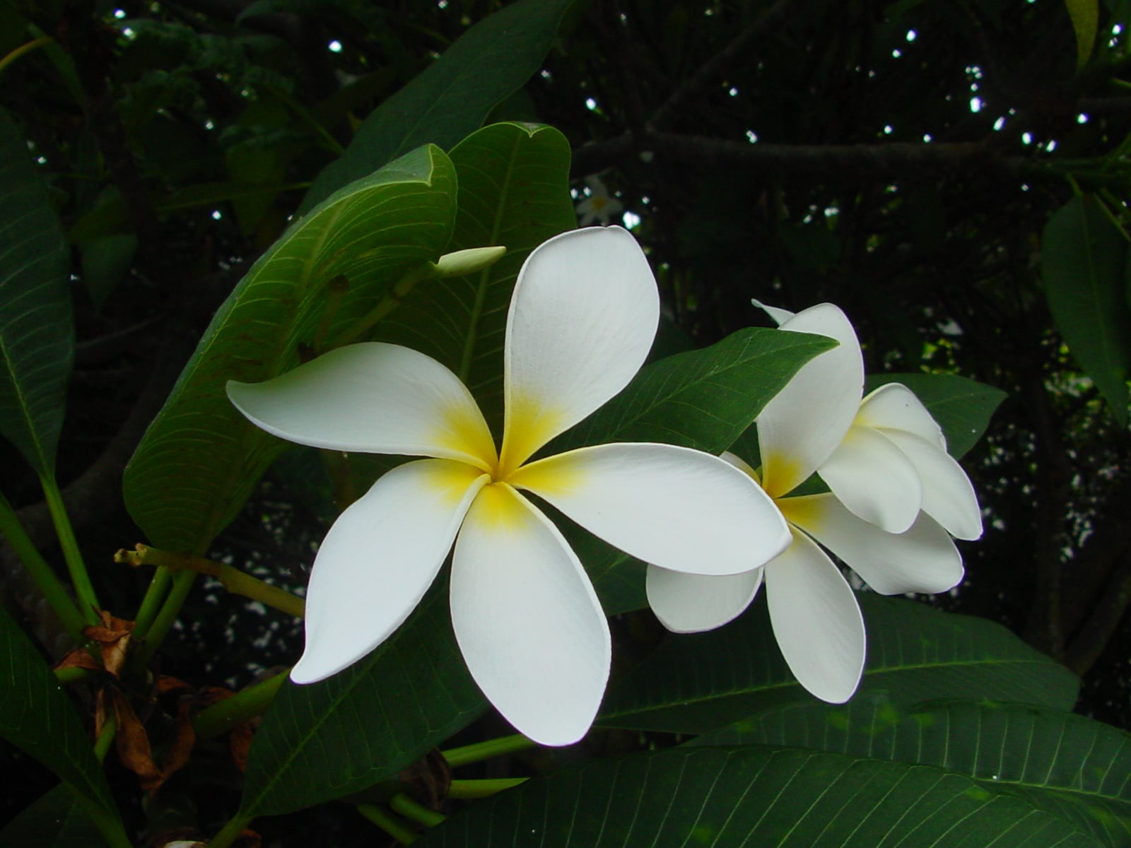 Hale Iwa plumeria photo