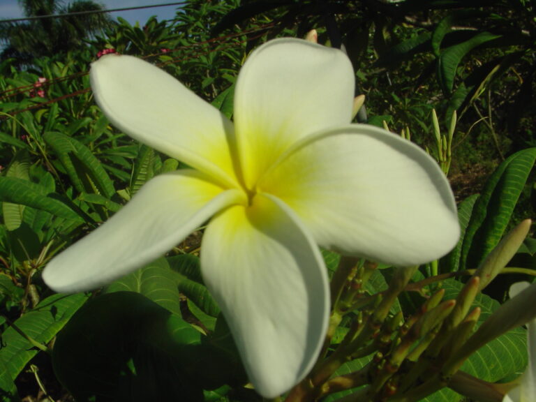 Hale Iwa plumeria photo