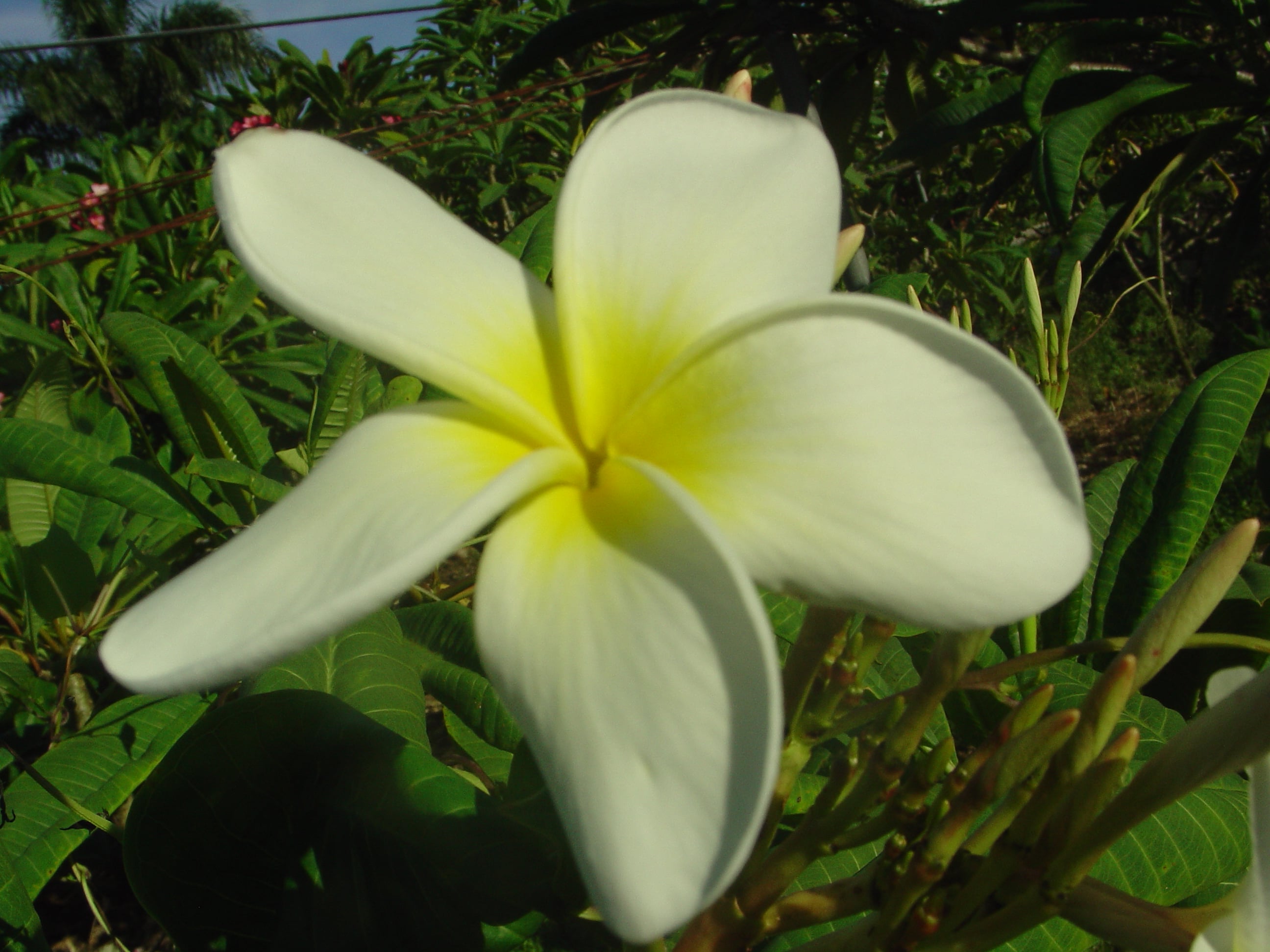 Hale Iwa plumeria photo