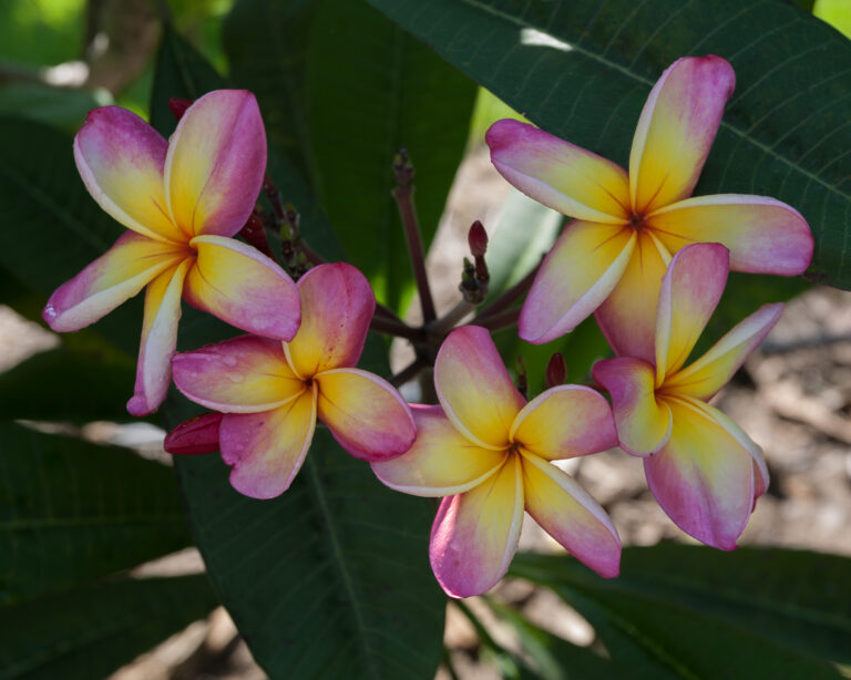 Hanalei Pink plumeria photo