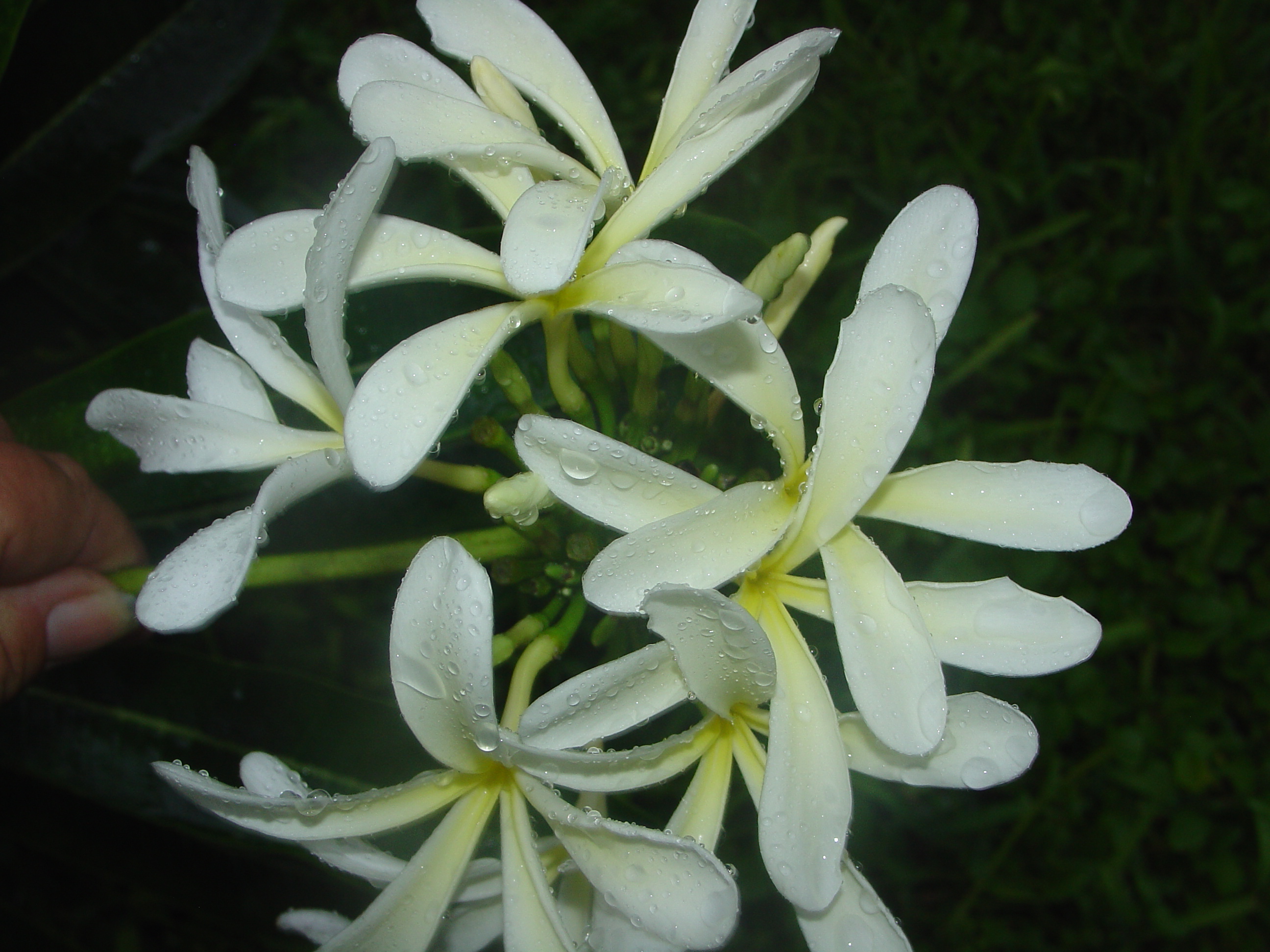 Hanging Windmill plumeria photo