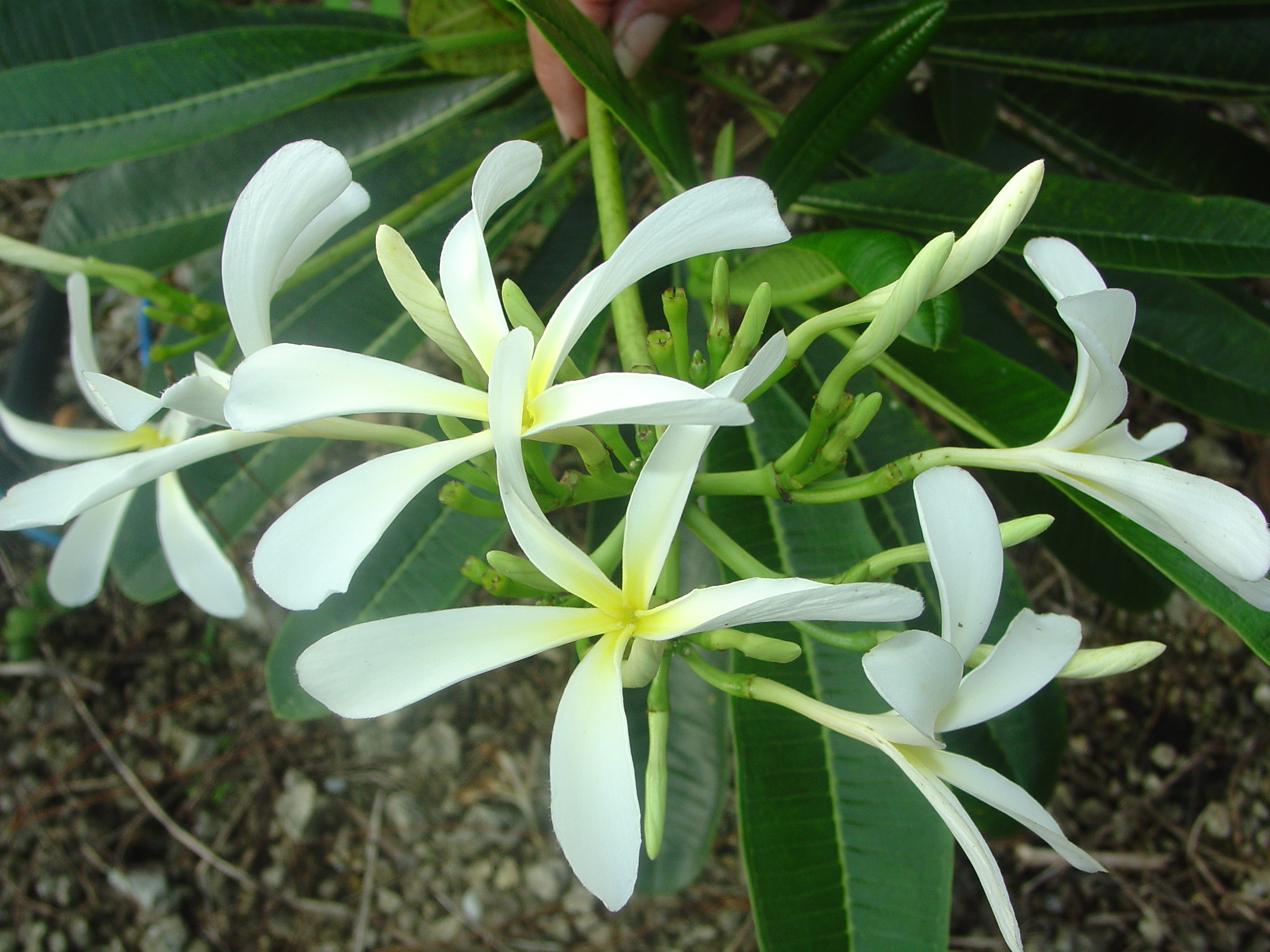 Hanging Windmill plumeria photo