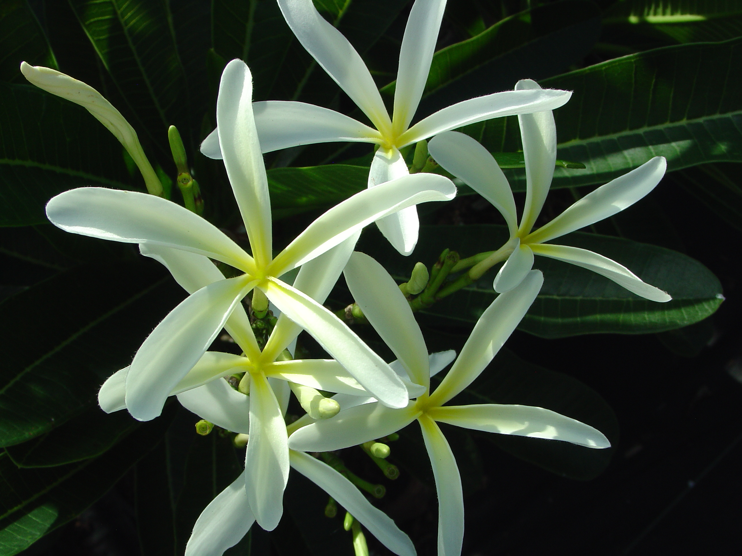 Hanging Windmill plumeria photo