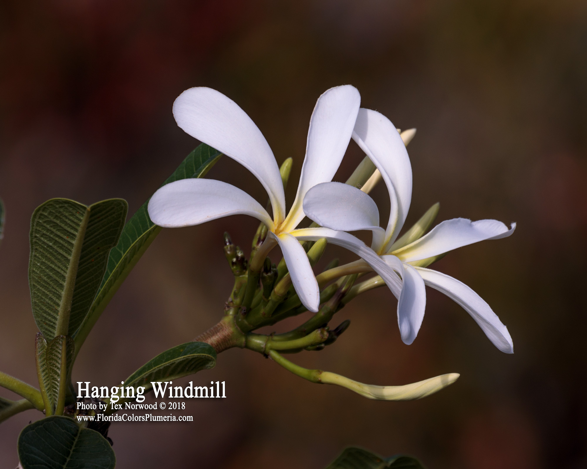 Hanging Windmill plumeria photo