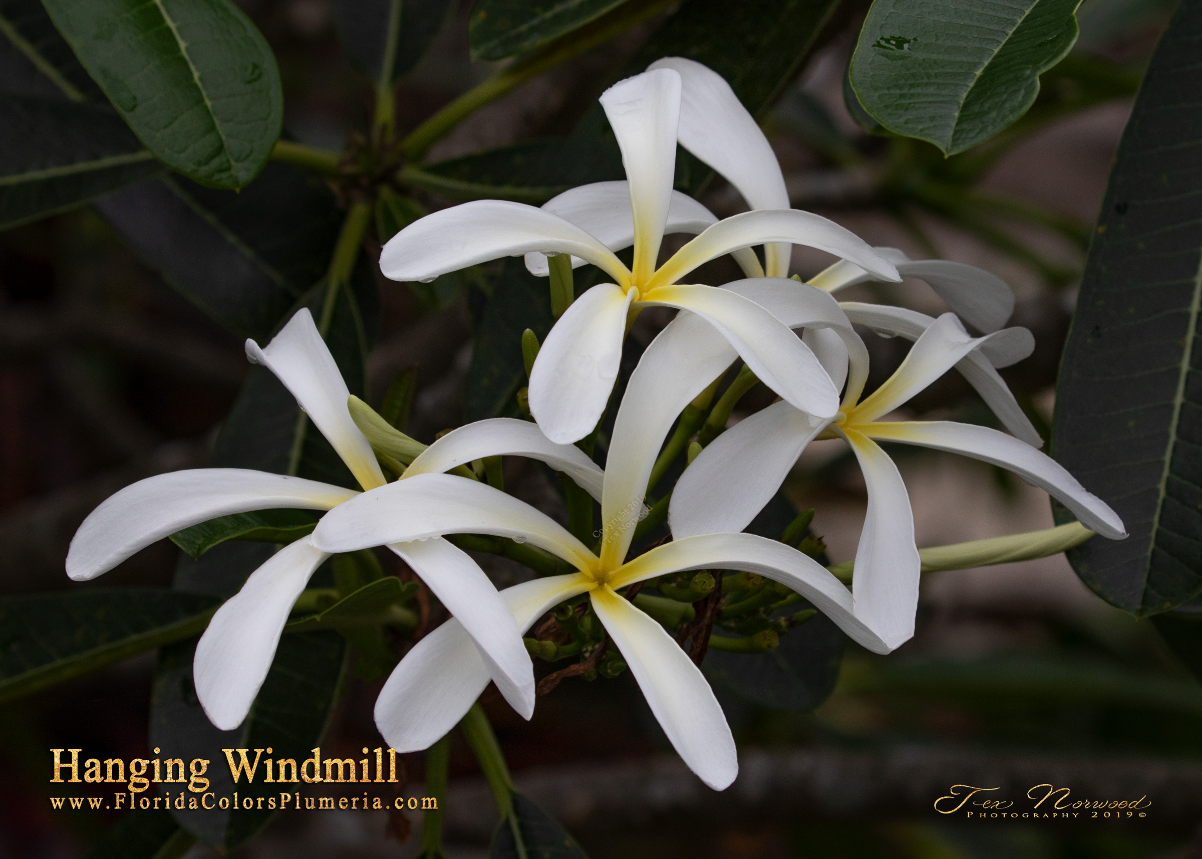 Hanging Windmill plumeria photo