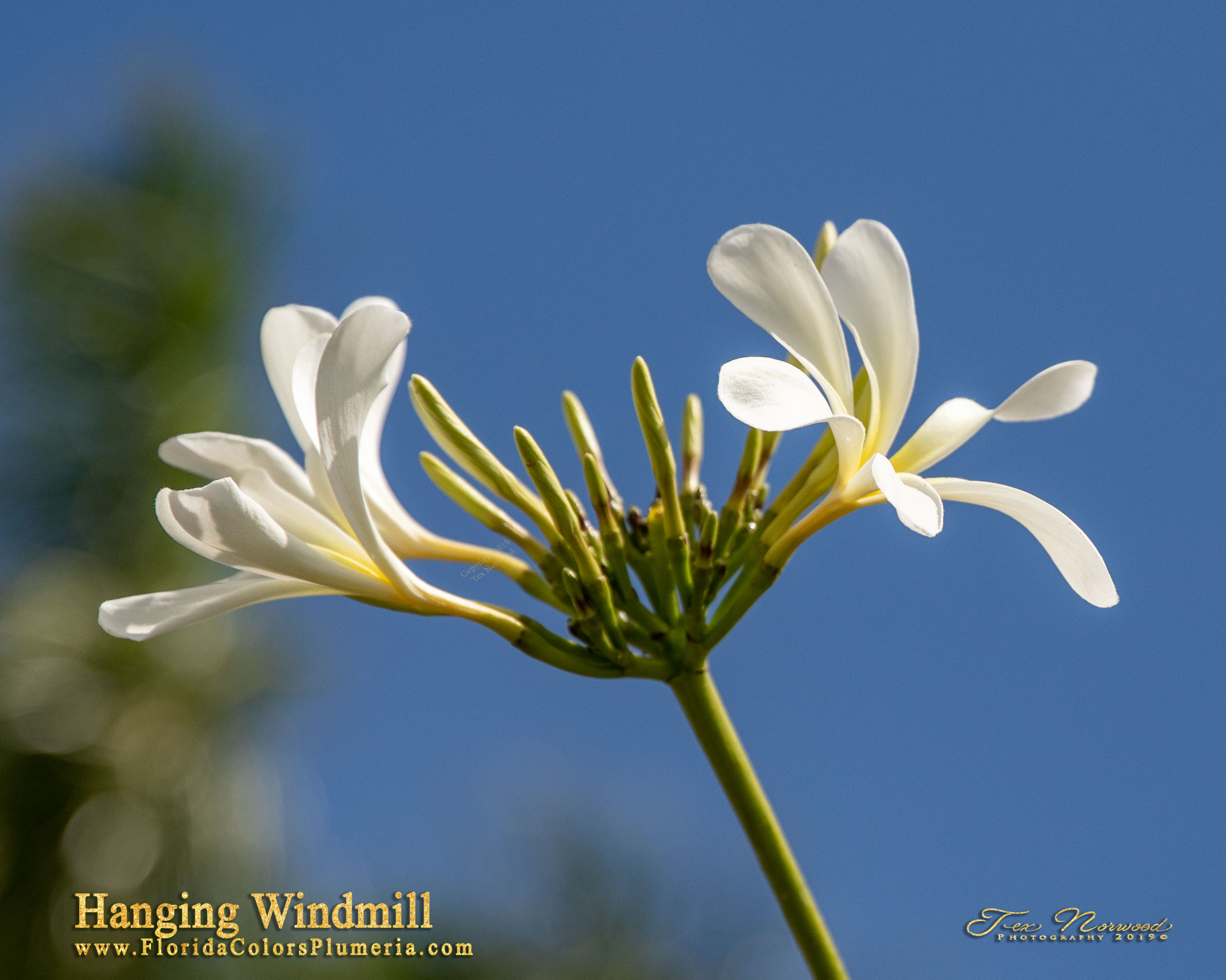 Hanging Windmill plumeria photo