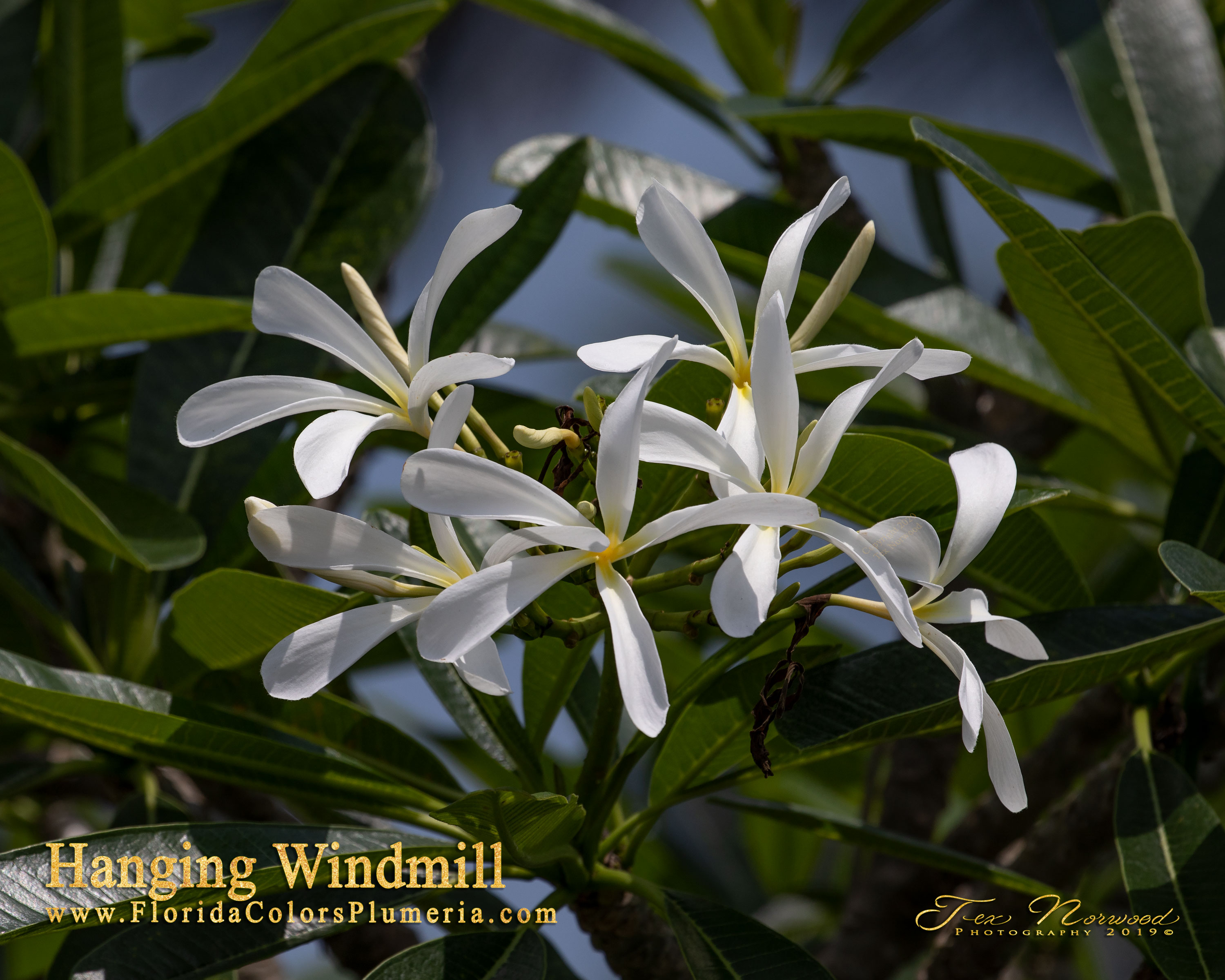 Hanging Windmill plumeria photo