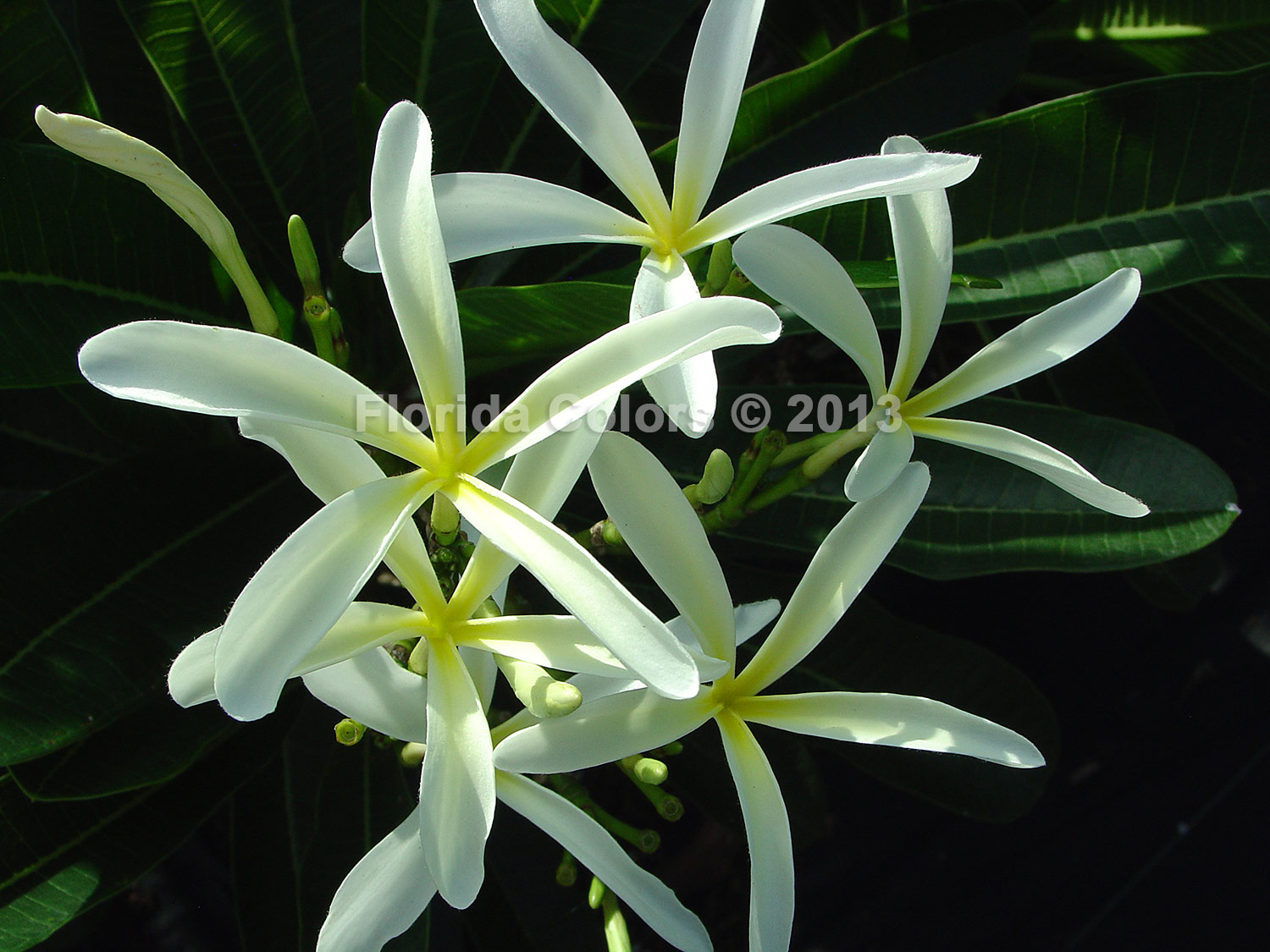 Hanging Windmill plumeria photo