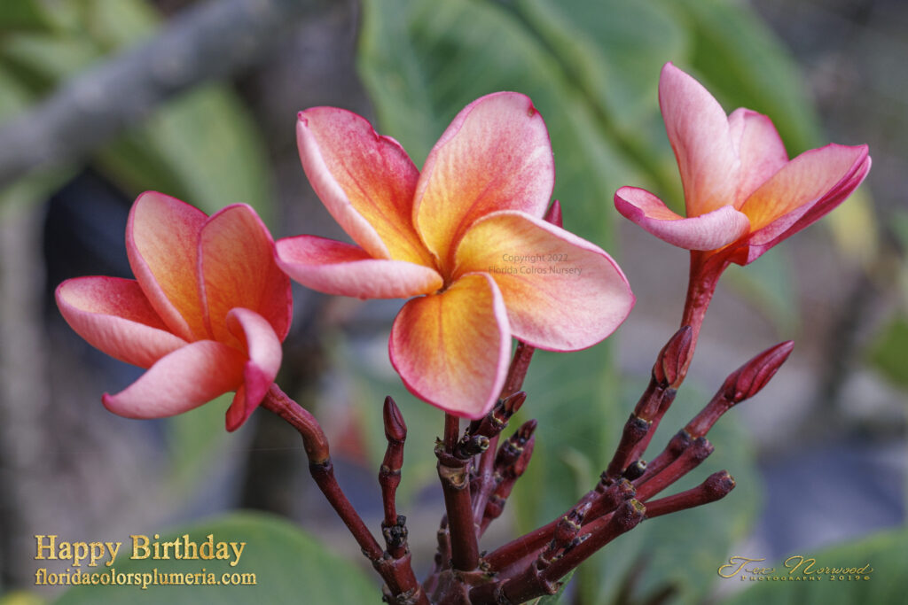 Happy Birthday plumeria photo