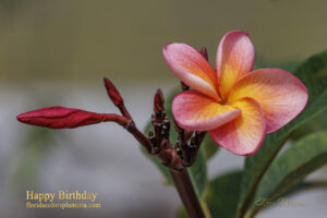 Happy Birthday plumeria photo