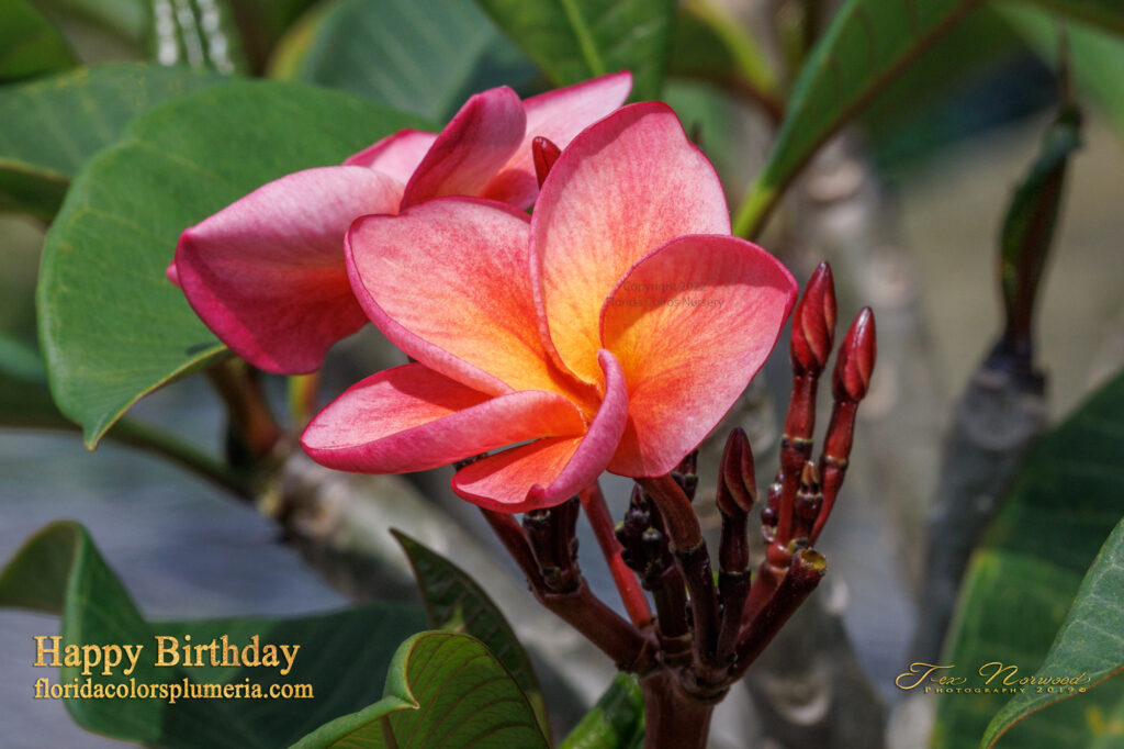 Happy Birthday plumeria photo