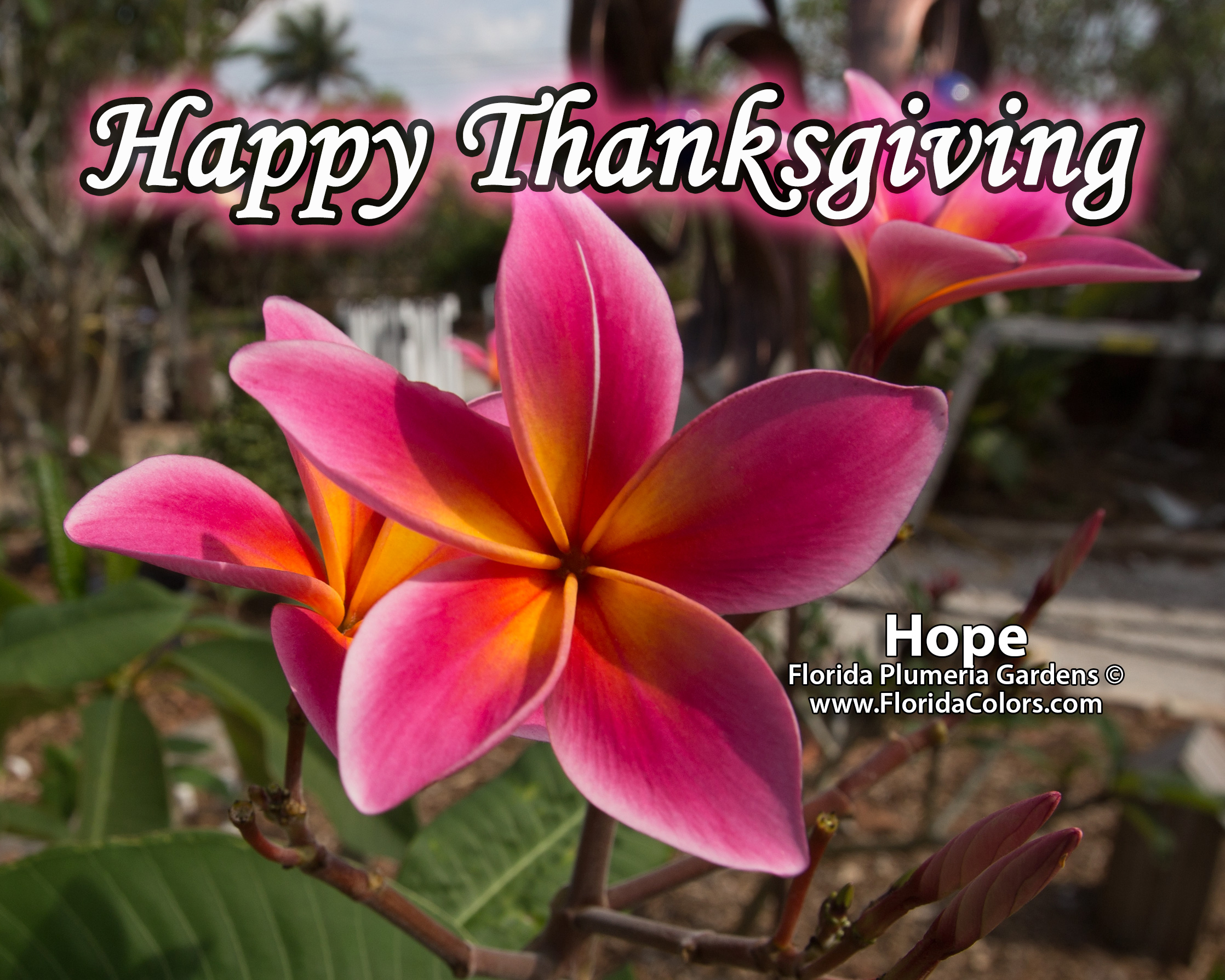 Thanksgiving plumeria flower