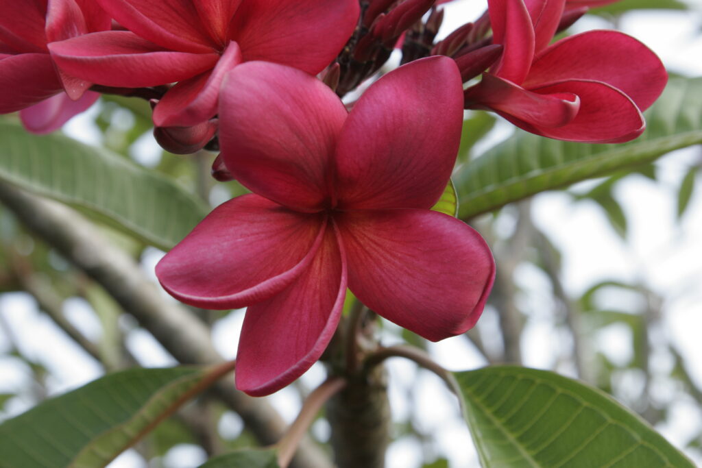 JL Hawaiian Fire plumeria photo