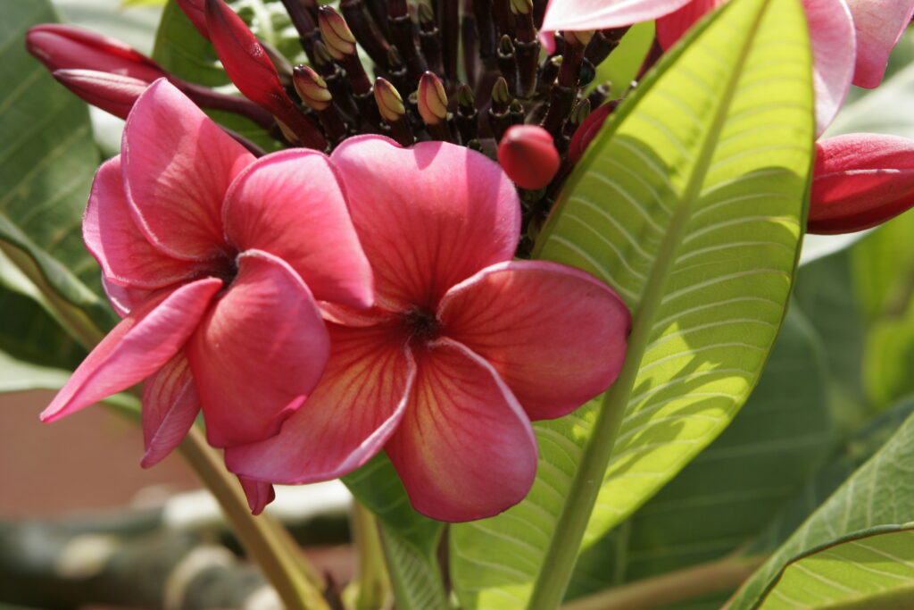 JL Hawaiian Fire plumeria photo