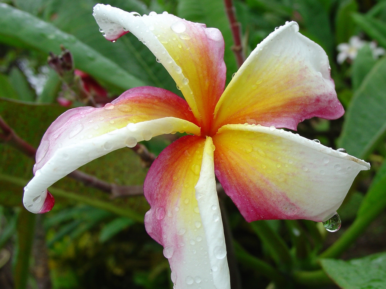 Hawaiian Flag plumeria photo