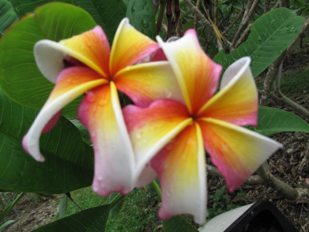 Hawaiian Flag plumeria photo