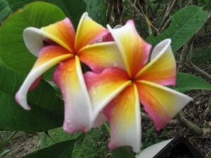 Hawaiian Flag thumbnail