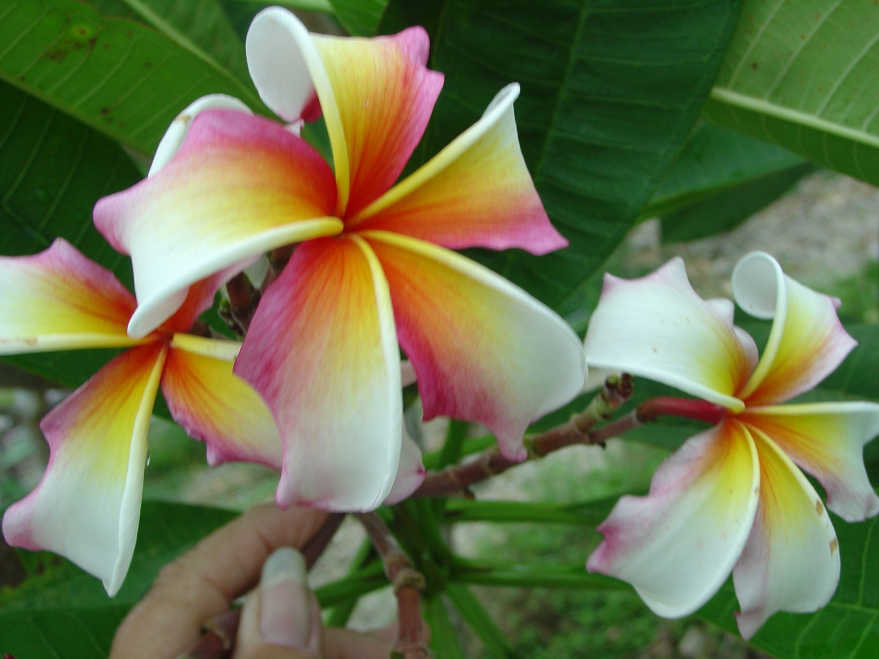 Hawaiian Flag plumeria photo