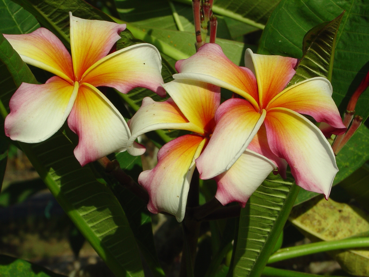 Hawaiian Flag plumeria photo
