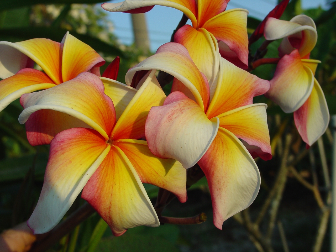 Hawaiian Flag plumeria photo