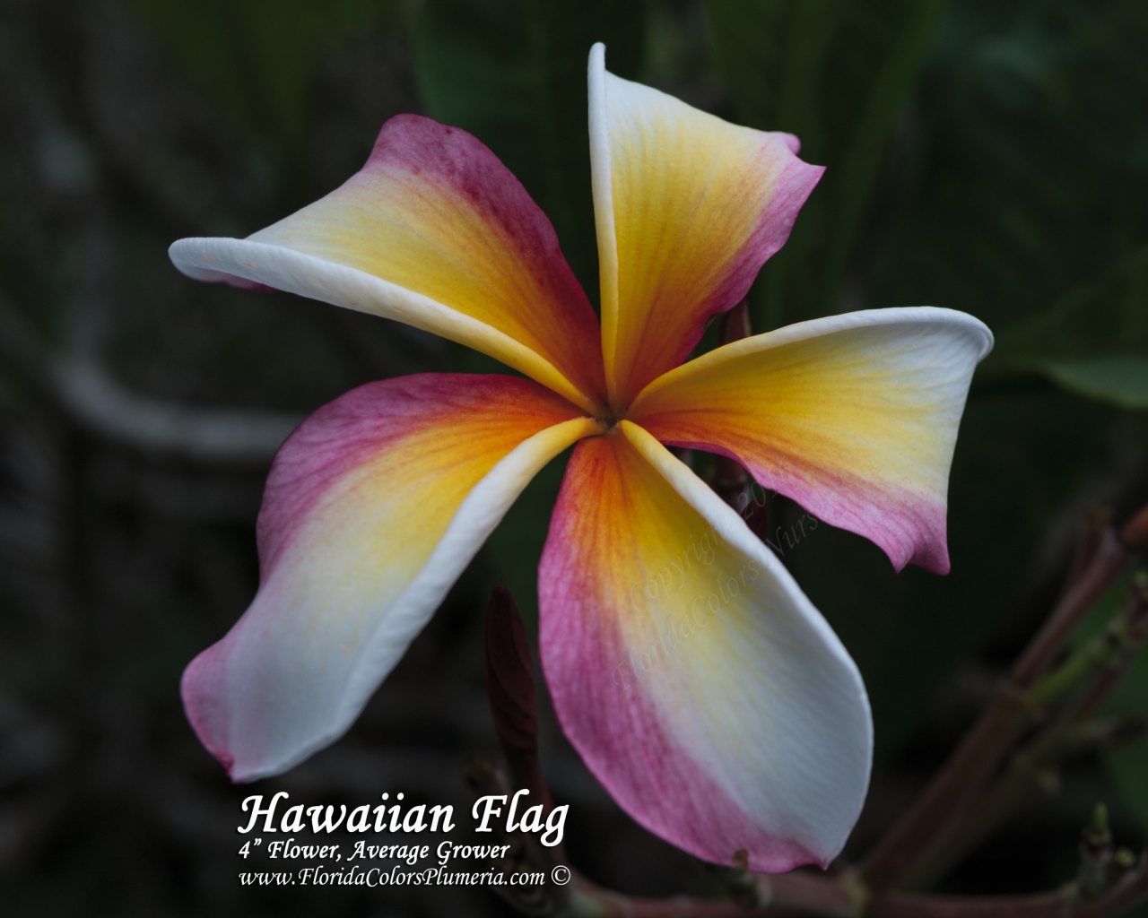 Hawaiian Flag plumeria photo