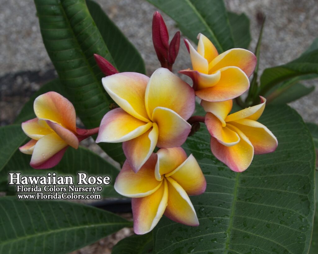 Hawaiian Rose plumeria photo
