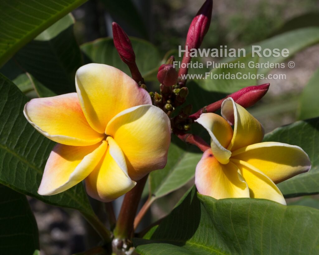 Hawaiian Rose plumeria photo