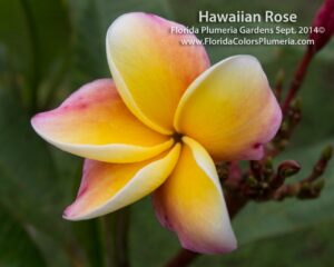 Hawaiian Rose plumeria photo