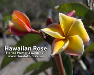 Hawaiian Rose plumeria photo