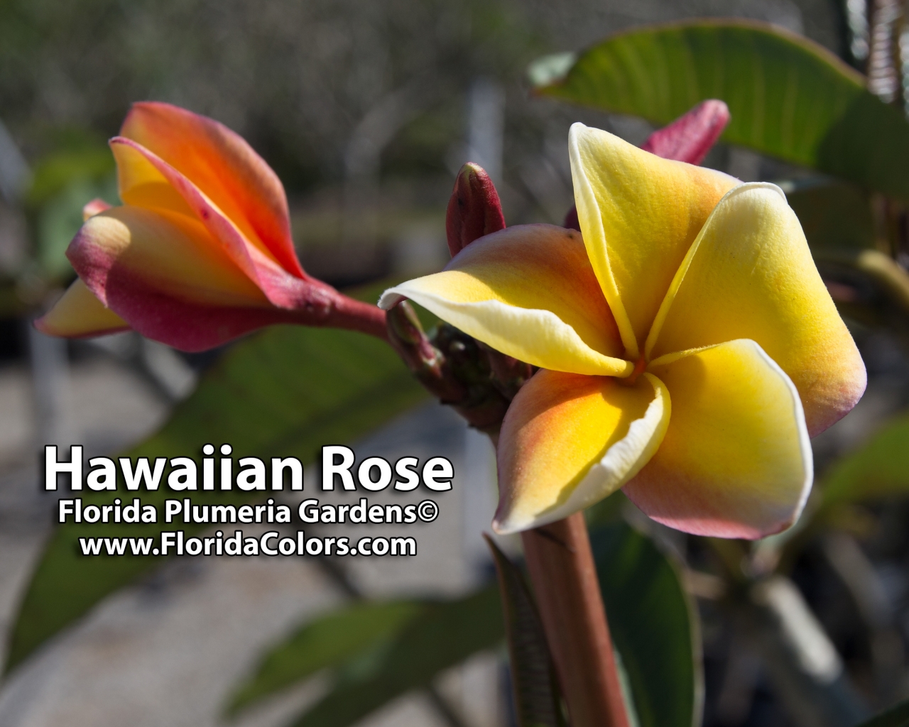 Hawaiian Rose plumeria photo