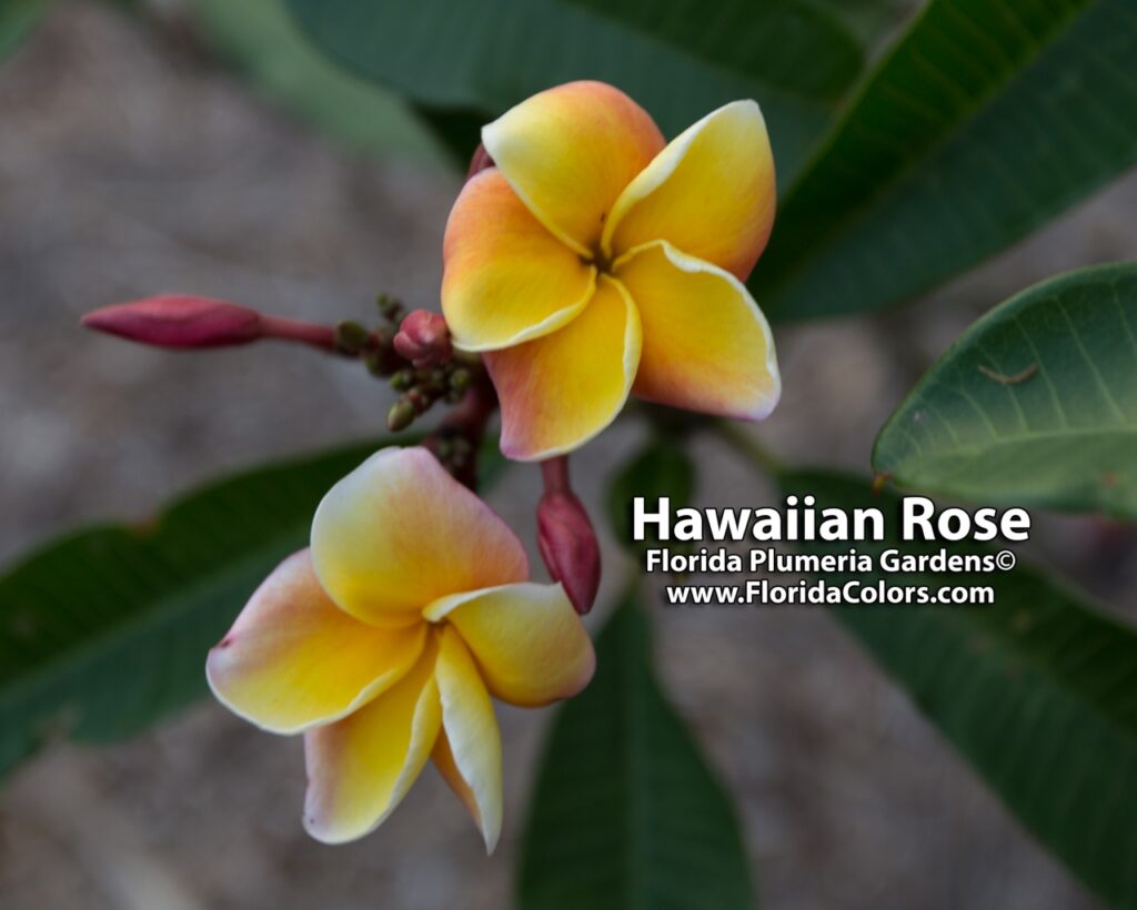 Hawaiian Rose plumeria photo