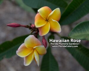 Hawaiian Rose plumeria photo