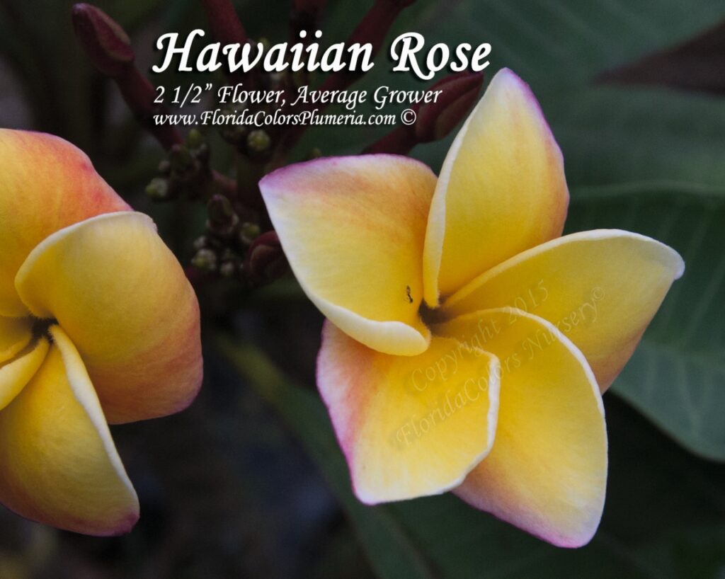 Hawaiian Rose plumeria photo