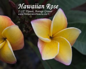 Hawaiian Rose plumeria photo