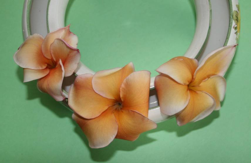 Heirloom plumeria photo