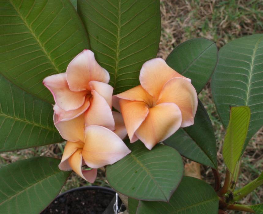 Heirloom plumeria photo