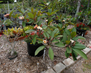 Heirloom plumeria
