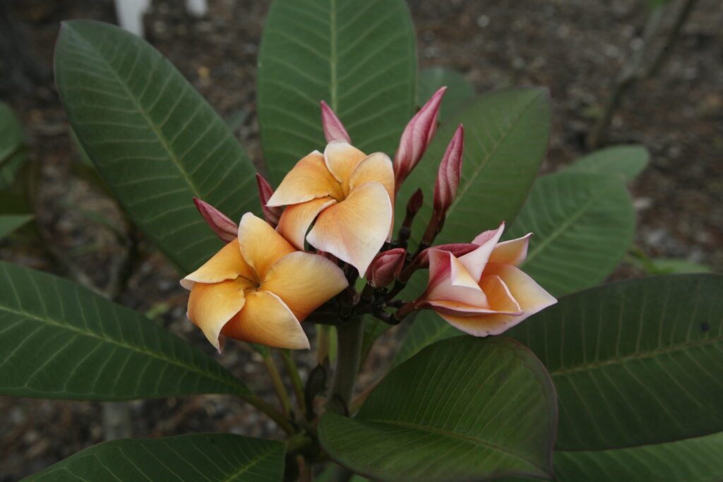 Heirloom plumeria photo