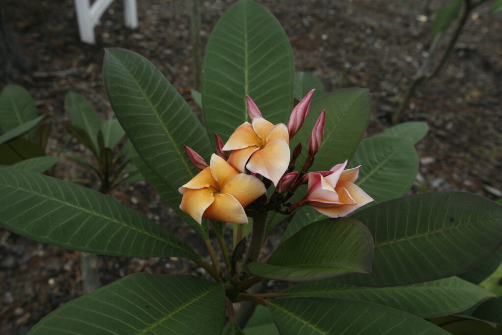 Heirloom plumeria photo