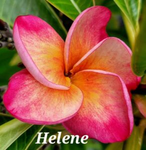 Helene plumeria