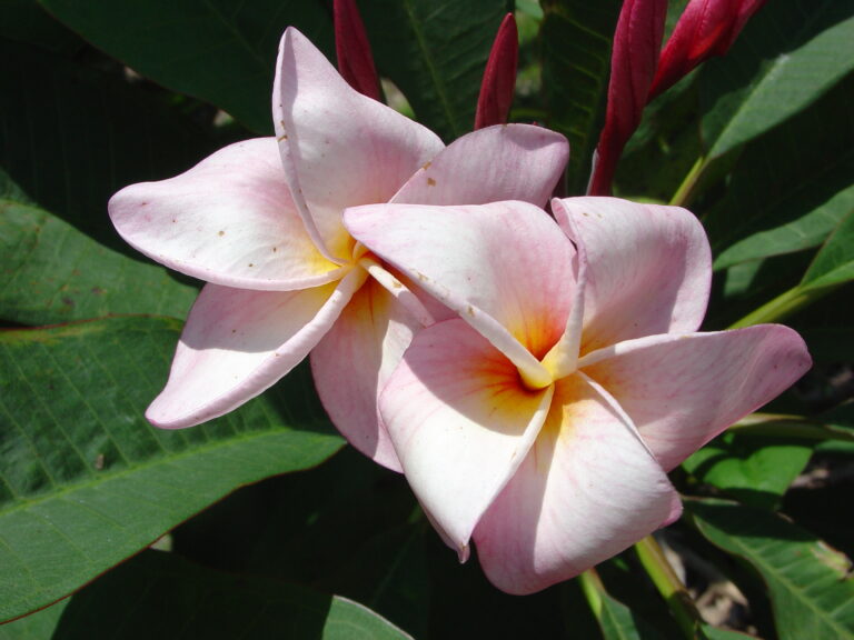 Henrietta plumeria photo