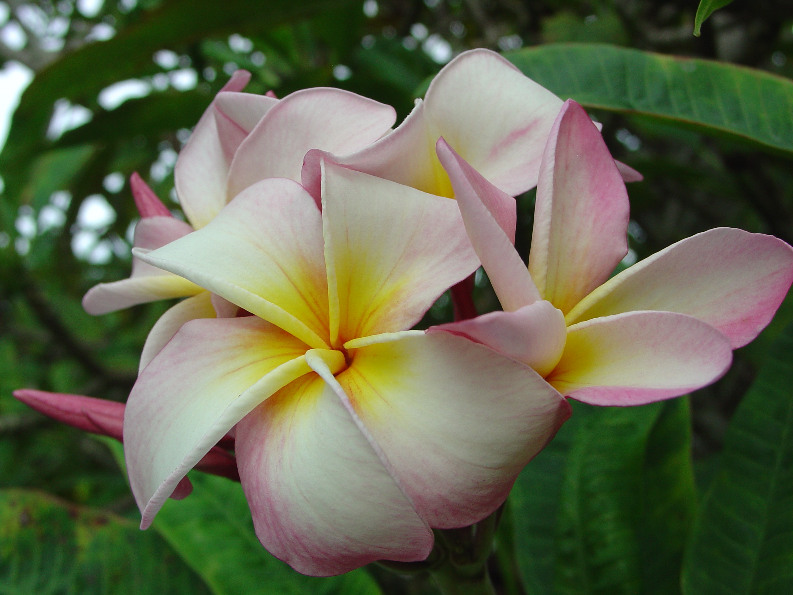 Henrietta plumeria photo