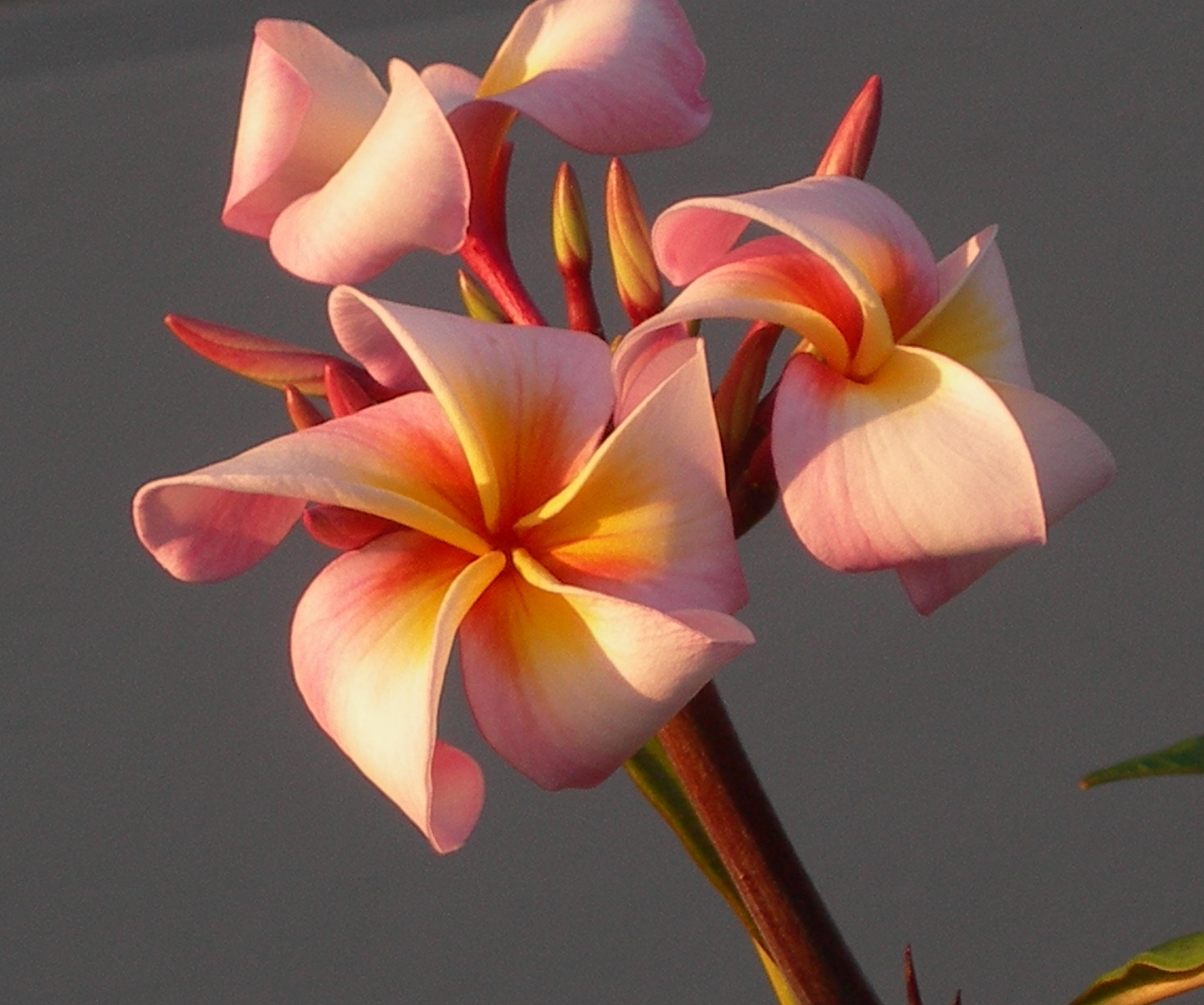 Henriette plumeria photo